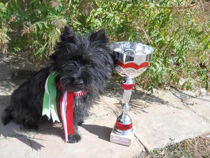 O' Voyou d'Ecosse - Appolon champion de terrier artificiel