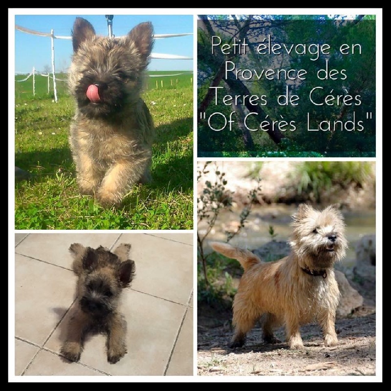 Little valentina O' Voyou d'Ecosse