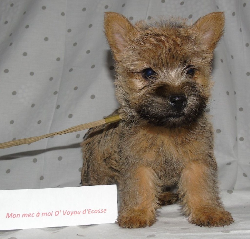 O' Voyou d'Ecosse - Cairn Terrier - Portée née le 02/12/2016