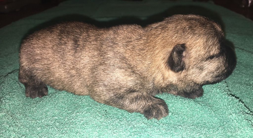 O' Voyou d'Ecosse - Cairn Terrier - Portée née le 07/06/2018